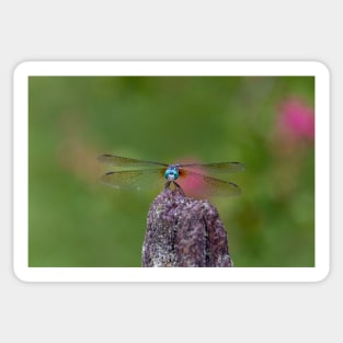 Smiling Dragonfly with Big Blue Eyes and Lacy Wings Sticker